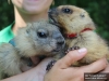 Детский контактный зоопарк «Лукоморье» в Казанском зооботсаду пополнился новыми обитателями – 4 сурками