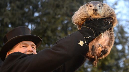 2 февраля в США, в городке Панксатони в штате Пенсильвания отмечается День Сурка (Groundhog Day), главным героем которого стал североамериканский лесной сурок (Marmota monax) Фил.