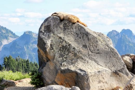 Национальный парк на горе Рейнир, штат Вашингтон (США). Этот мохнатый приятель загорал, не обращая никакого внимания на туристов.