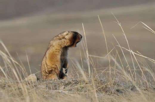 Степной сурок (Marmota Bobak), © Сергей Жданов