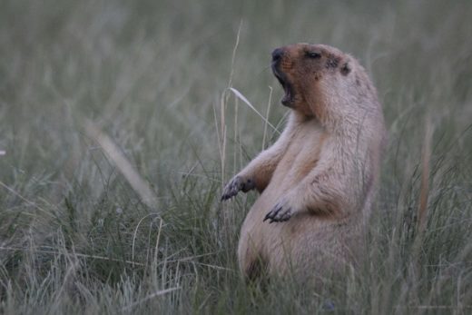 Степной сурок (Marmota Bobak), © Сергей Жданов