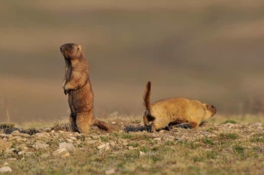 Степные сурки (Marmota Bobak), © Сергей Жданов
