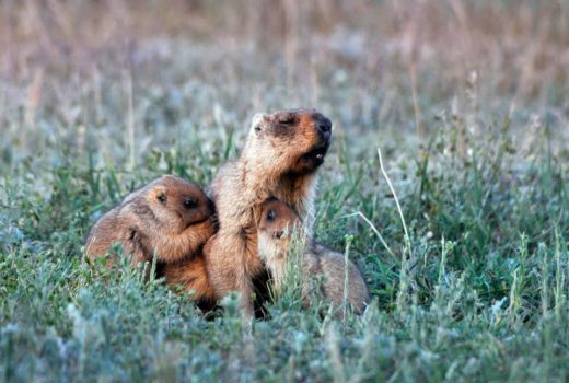 Степные сурки (Marmota Bobak), © Сергей Жданов