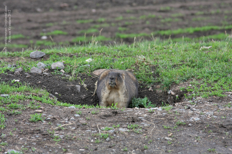 А вот и сам хозяин- степной сурок (Marmota bobak) он же байбак или бабак